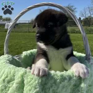 Jake, Akita Puppy